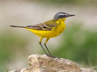 Yellow Wagtail