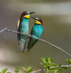 European Bee-eater