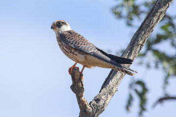 Red-footed Falcon