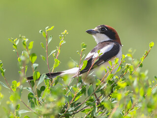 Woodchat Shrike..