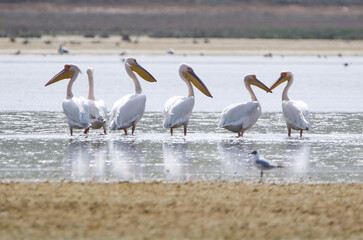 Great White Pelican