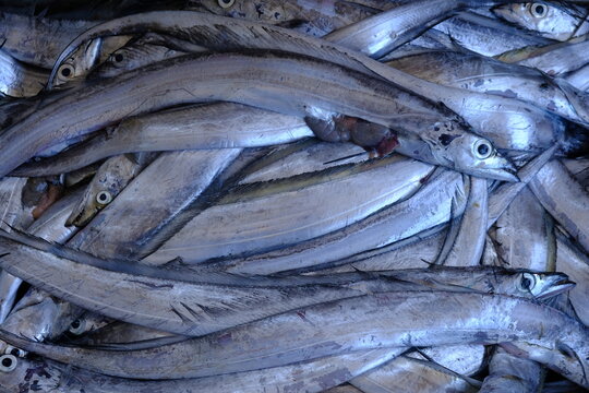 layur fish in a styrofoam box. fish caught by fishermen. Trichiuridae. Fresh fish from ocean. 