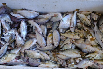 fish caught by fishermen in styrofoam. seafood. fresh fish in the market. 