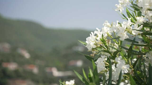View of shrubs and hills in the background, Ipsos, Corfu, The Ionian Islands, Greek Islands, Greece