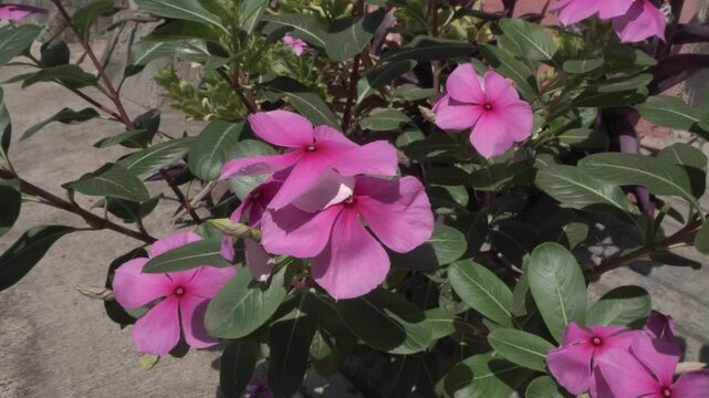 pink vinca floer