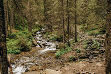 A clear mountain stream flows in a coniferous forest in spring.