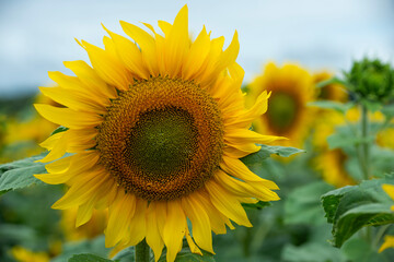 Champ de tournesols avec un ciel nuageux. Certaines fleurs sont d&eacute;j&agrave; ouvertes largement et d'autres sont encore ferm&eacute;es. Le sol est sec est fissur&eacute; part la s&eacute;chertesse