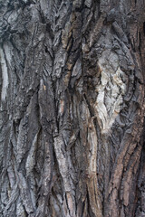 Wooden texture. Bark of old wood. Old tree bark background. Beautiful texture of old wood