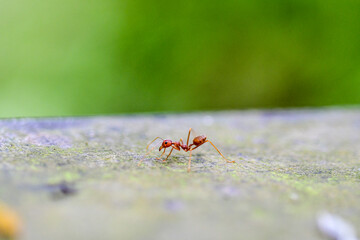 Close-up shot of red ants in a park 