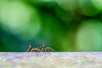 Close-up shot of red ants in a park 