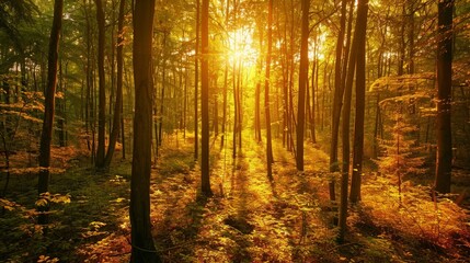Obraz premium Sunlight filtering through trees paints the forest in gold.