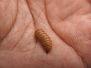 BSF maggot on hand. Maggots are larvae of black soldier fly. Maggots are very useful for recycling organic waste. Also can be used for fish and poultry feed