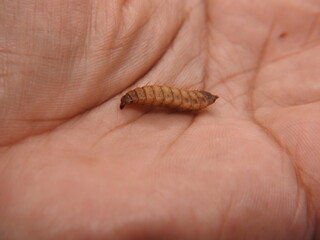 Close up of Maggots on hand. Maggots are larvae of black soldier fly. Maggots are very useful for recycling organic waste. Also can be used for fish and poultry feed