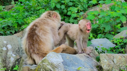 Obraz premium 地獄谷野猿公苑12