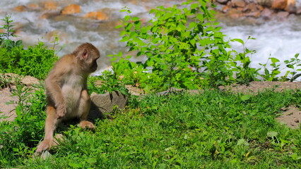 地獄谷野猿公苑11