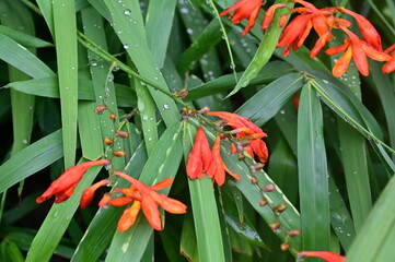 葉っぱと水滴とオレンジの花