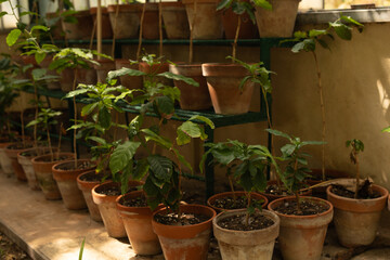 A row of potted plants in a greenhouse