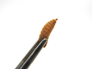 Holding Maggot with tweezer, isolated with white background