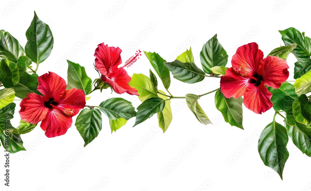 Wall mural PNG  Vibrant tropical hibiscus flowers