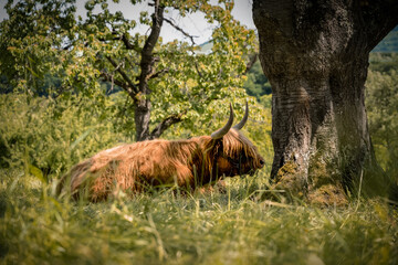 Langhaarochse liegend auf einer Wiese