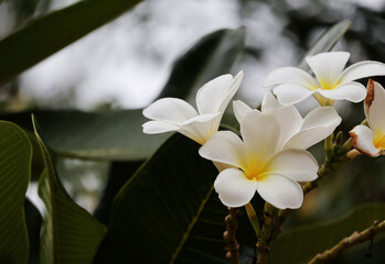 Obraz premium Plumeria has white flowers with yellow base and some petals starting to wither. On the tree on a sunny day