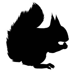 Silhouette image of red squirrel eating nuts 