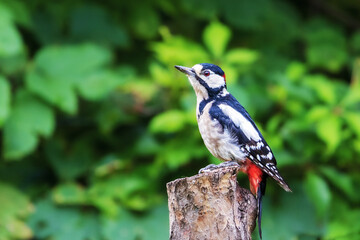 Aufmerksamer männlicher Buntspecht ( dendrocopos major)