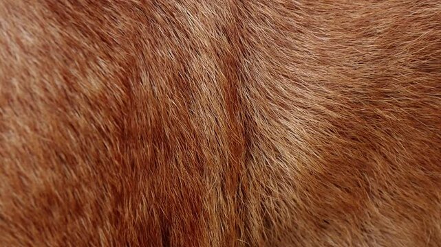 Close-up of abstract brown dog fur in the detail - texture and background	