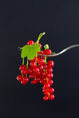 twigs of ripe red currants, isolated on a black background