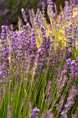 Naklejka premium Lavender blossom close up. Nature purple background 