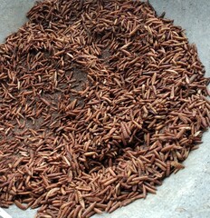 Roasting BSF maggots with sand. Maggots are larvae of black soldier fly. Maggots are very useful for recycling organic waste. Also can be used for fish and poultry feed