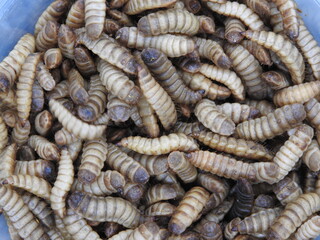 Close up of BSF maggot. Maggots are larvae of black soldier fly. Maggots are very useful for recycling organic waste. Also can be used for fish and poultry feed