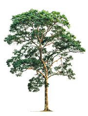 Teak albero verde, cut out. su sfondo trasparente.	
