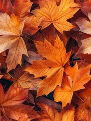 Fototapeta premium Seamless Realistic Photo of Colorful Maple Leaves