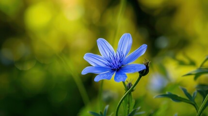 A Single Blue Flower in a Field