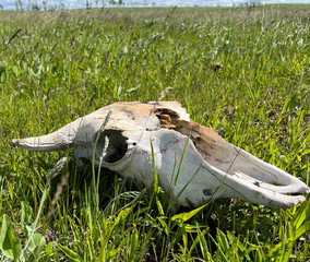 A bison skull rests on green prairie grass