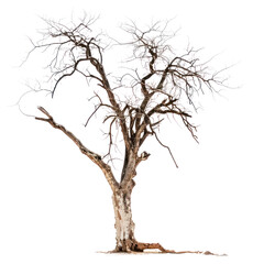 Fototapeta premium PNG Barren tree isolated white background