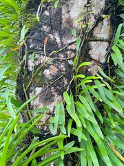 A tree climbs up a big tree