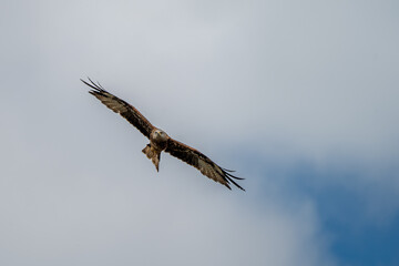 Red Kite in Flight Hunting Looking for Prey