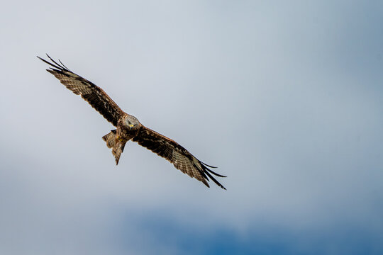 Red Kite in Flight Hunting Looking for Prey