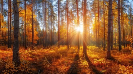 Fototapeta premium Golden Forest Sunset