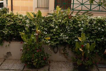 A lush green wall of vines with white blossoms and large leafy plants in pots