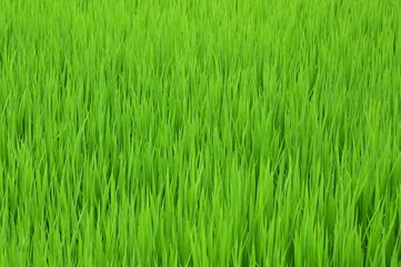 夏の稲
