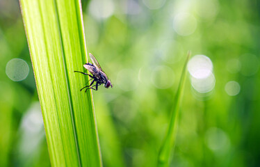 Close-up of housefly on a blade of grass with raindrops in the natural light on a beautiful morning.