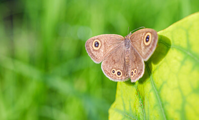 Close-up of owl butterfly on a leaf in the natural light on a beautiful morning