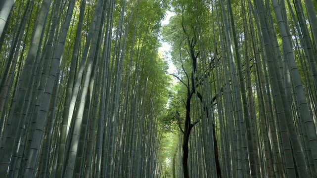 Walking through the famous Arashiyama Bamboo Grove in Kyoto, Japan, POV shot.	

