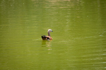 duck, bird, water, nature, lake, animal, wildlife, mallard, wild, waterfowl, swimming, pond, feather, beak, goose, birds, cute, duckling, young, fowl, river, brown, white, swim, wing