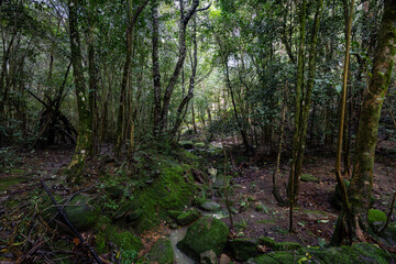 Dense green trees in the forest.