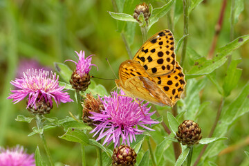 Pallas' fritillary butterfly feeding on a thistle flower.