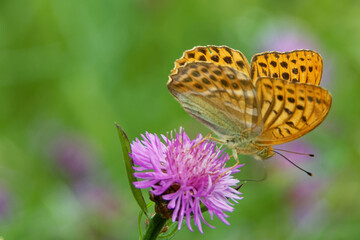 Pallas' fritillary butterfly feeding on a thistle flower.